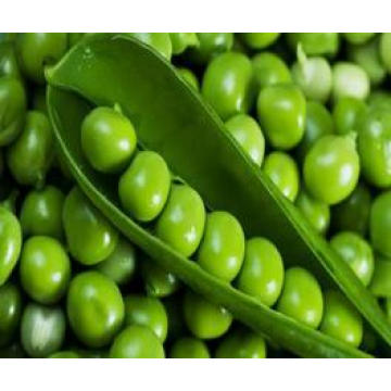 Best Price for China Green peas canned green pea